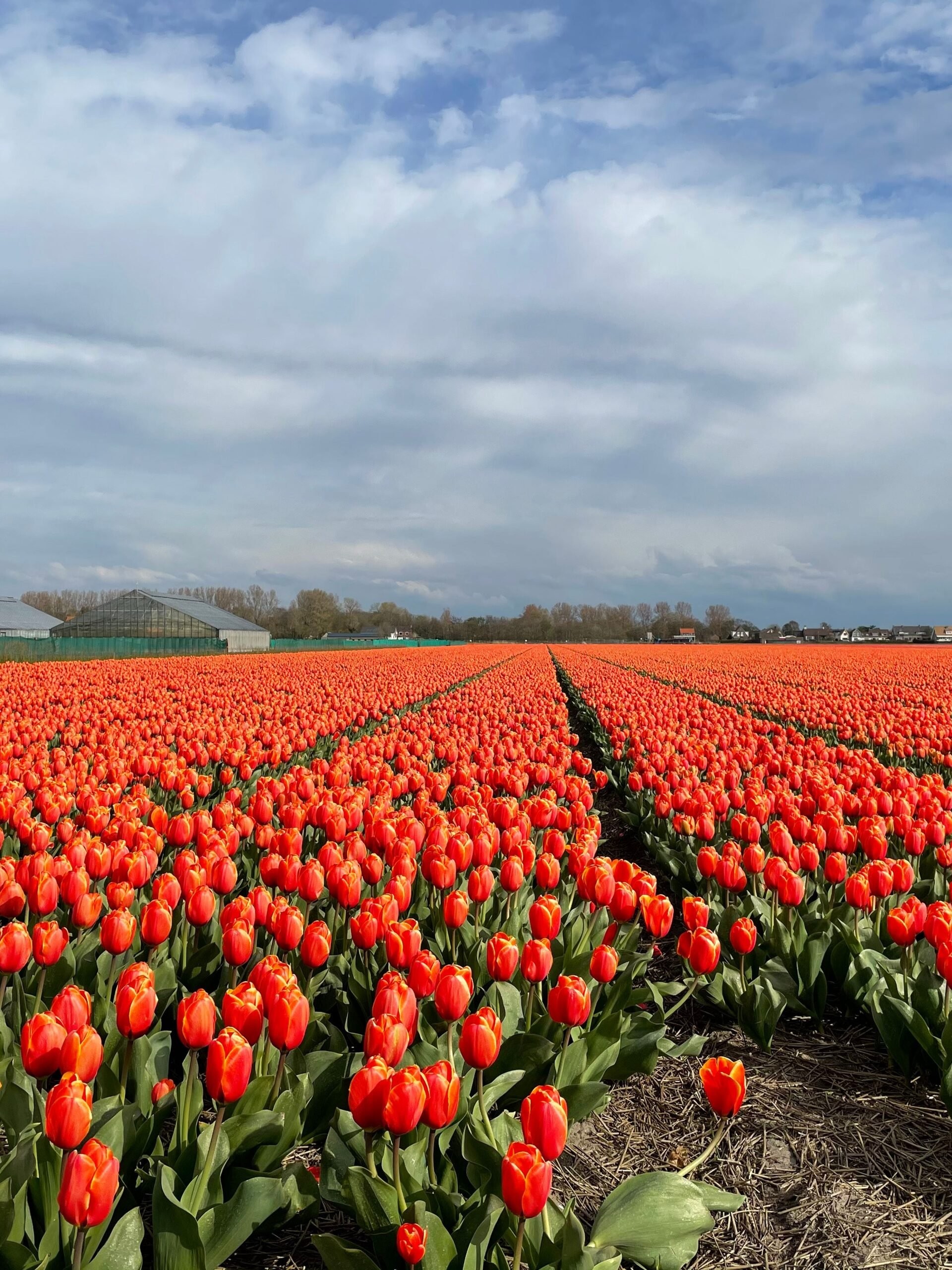 Bloemencorso Bollenstreek – hét voorjaarsevenement van het jaar!